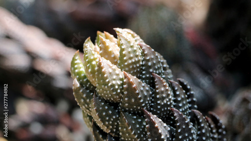 Cactus in Sunlight
