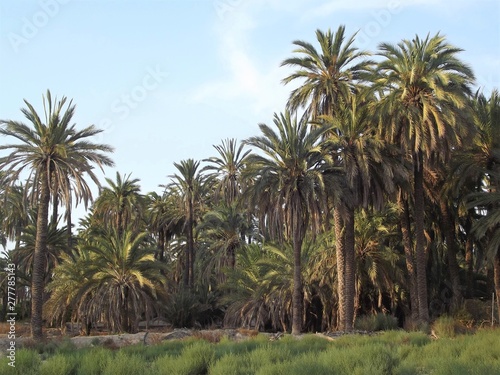 Forest of palm trees in the afternoon light © Fotokalua