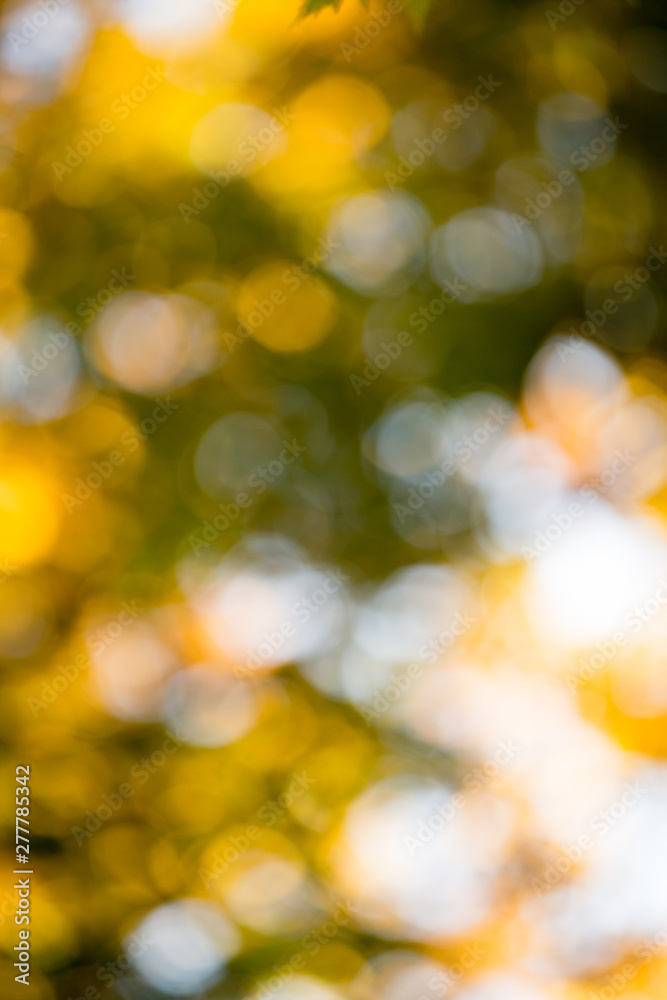 Obraz premium autumn bokeh background and sunlight