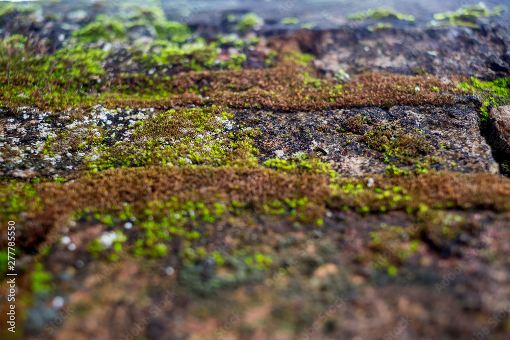 green moss on the wall green moss on the wall