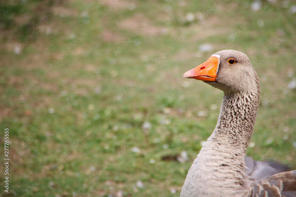 Brown duck looking to the side.
