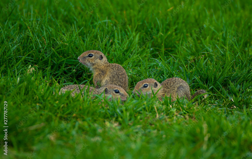 Close up shot of baby gophers sitting on the grass Close up shot of baby gophers sitting on the grass