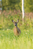 Female Roe deer (Capreolus capreolus)