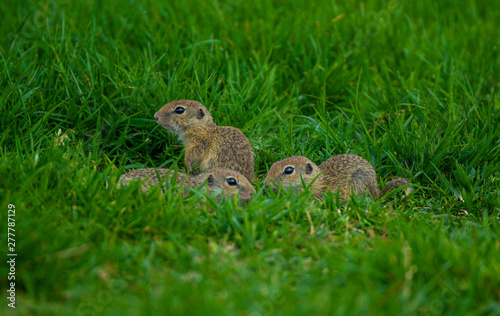 Close up shot of baby gophers sitting on the grass © Synergic Works OÜ