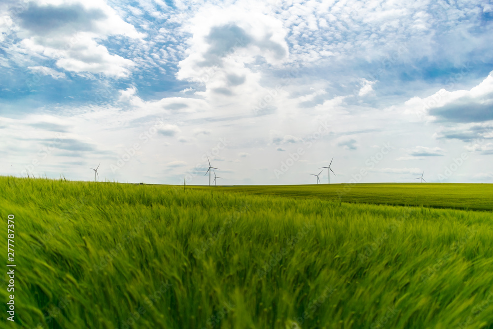 Green wheat field with wind turbines in background wallpaper