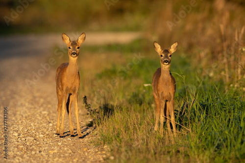 Fotografie Young Roe deer (Capreolus capreolus)