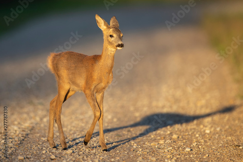 Young Roe deer (Capreolus capreolus)