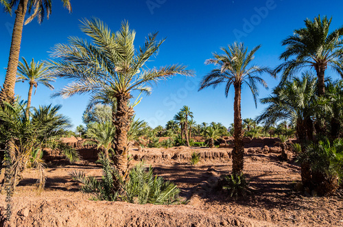 Palm oasis in Zagora province in Morocco