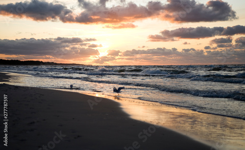 colorful summer sunset on the Baltic sea by the gulls on the beach