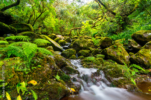 Small river mkaing its way through rocks and green Madeira woods  Portugal