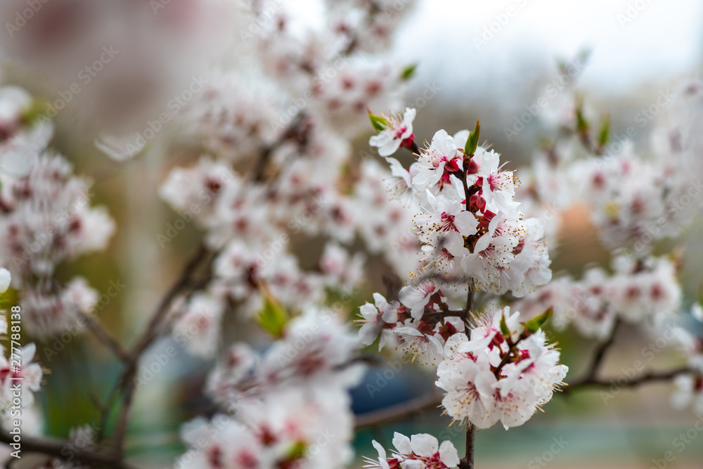 apricot flower spring nature close up macro awekening life