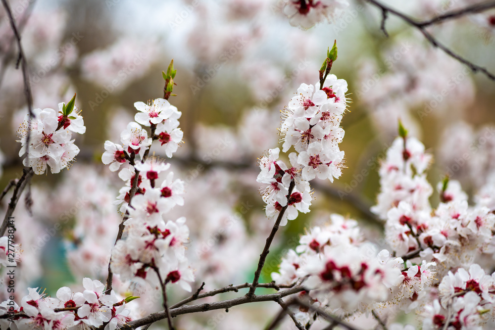 apricot flower spring nature close up macro awekening life apricot flower spring nature close up macro awekening life