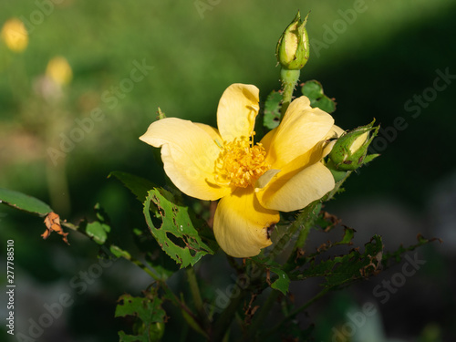 Yellow rose with damage from japanese beetle insects