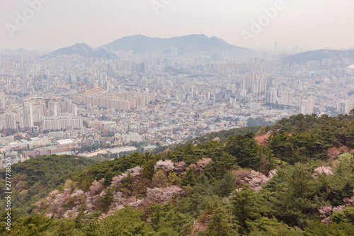 Aerial view of the Busan downtown cityscape with cherry tree blossom © Kit Leong