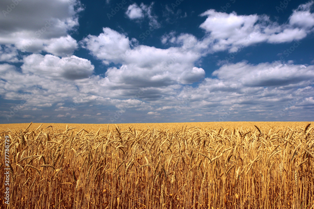 Gold colored wheat field against blue sky background