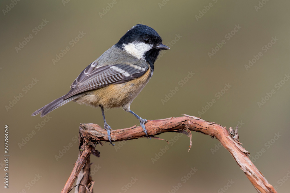Beautiful charcoal, (Periparus ater), perched on a branch with a green blurry background. Beautiful charcoal, (Periparus ater), perched on a branch with a green blurry background.