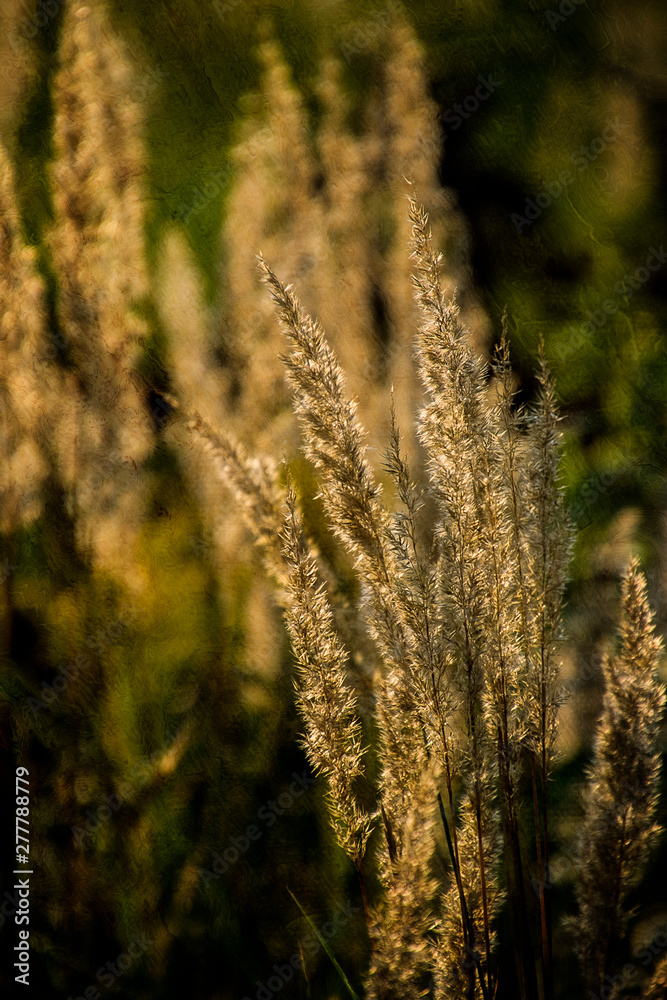 summer yellow grass in the warm evening sun on the meadow summer yellow grass in the warm evening sun on the meadow