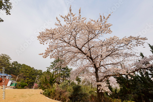 Beautiful cherry tree blossom in Geumgang Park