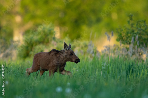 Young Moose calf (Alces alces)