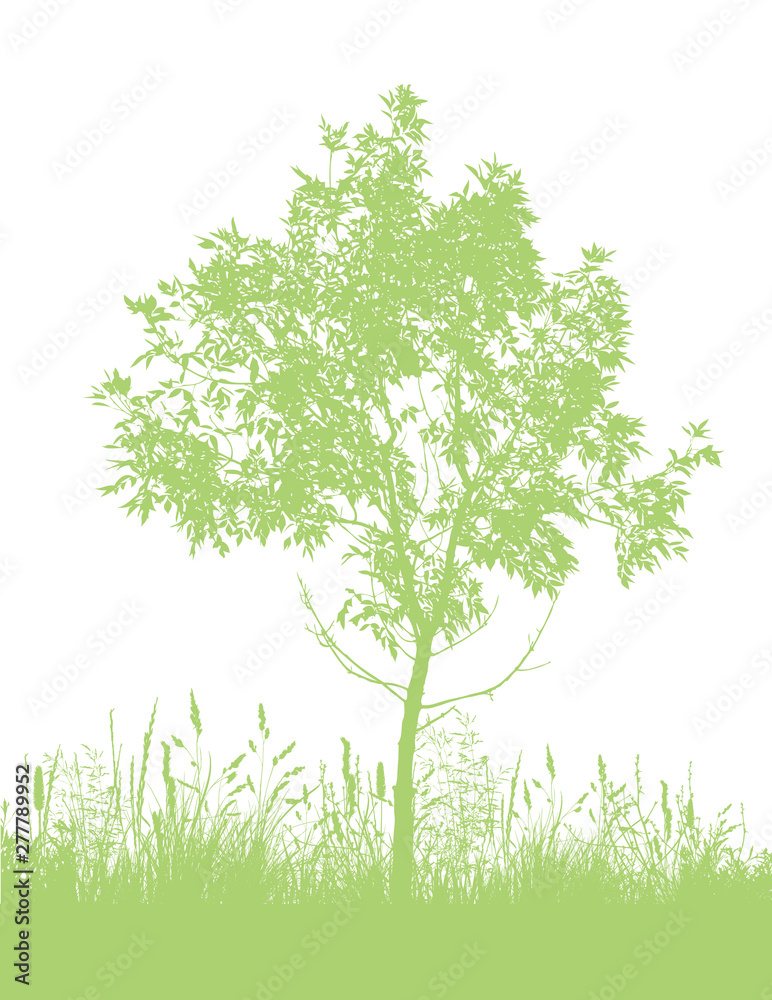 Beautiful green tree in the park. Vector