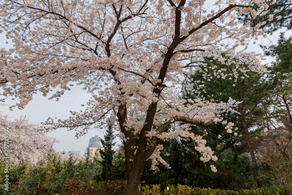 Beautiful cherry tree blossom in Geumgang Park Beautiful cherry tree blossom in Geumgang Park