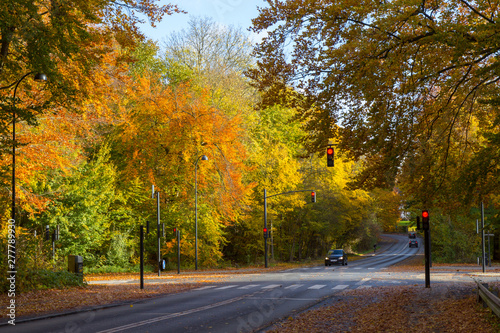 road through an autumn forest in Copenhagen