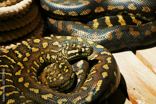 The Pythonidae, commonly known simply as pythons
