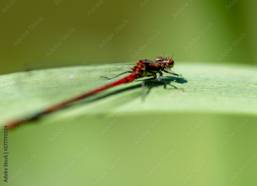 Dragonfly, summer