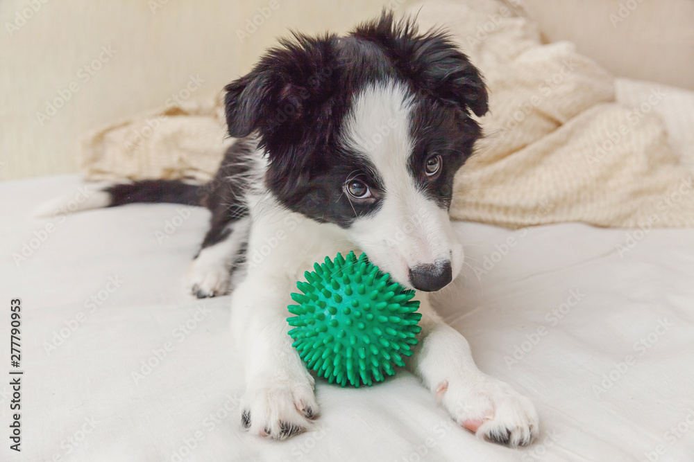 Funny portrait of cute puppy dog border collie lay on pillow blanket in bed and playing with green toy ball. New lovely member of family little dog at home lying and smilling. Pet care and animals