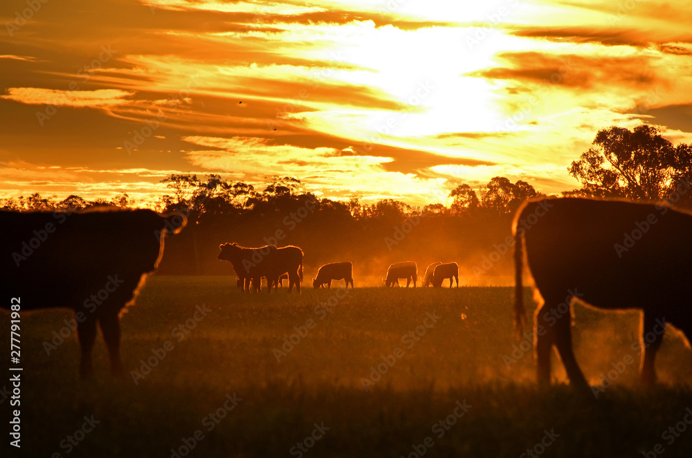 Cattle graze in country paddock with sunset background, Australia. - obrazy, fototapety, plakaty 