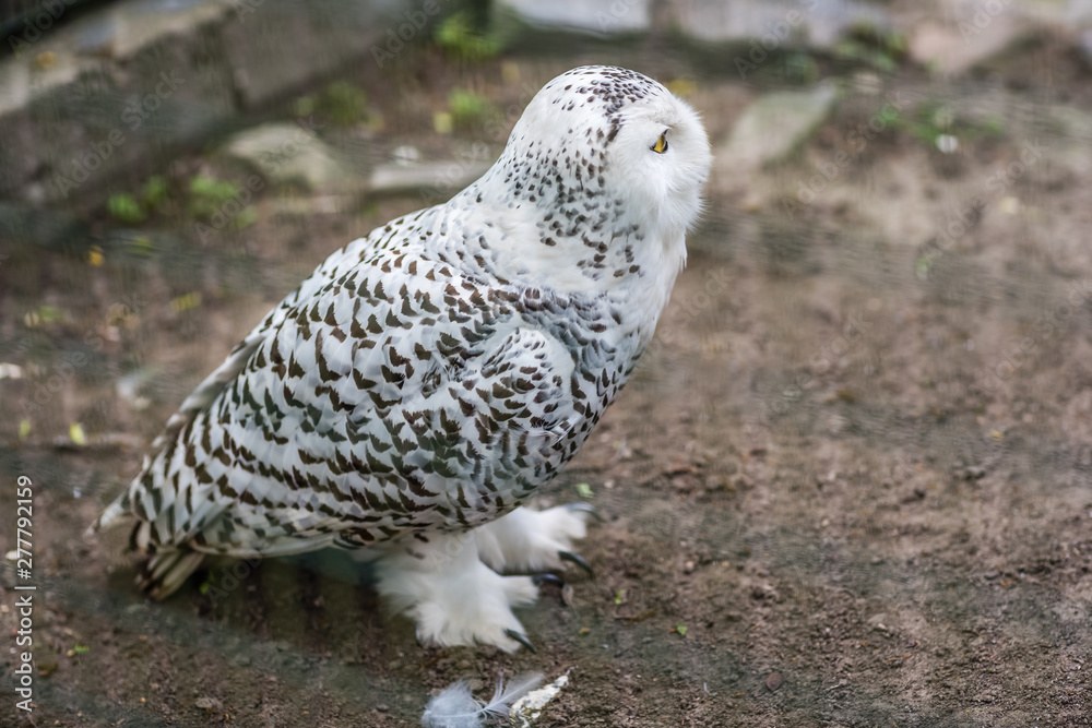 Snowy owl called Bubop Scandiacas in a cage in a zoo Snowy owl called Bubop Scandiacas in a cage in a zoo