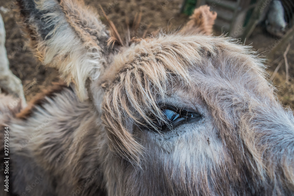 Closeup of donkey eye (Equus asinus)