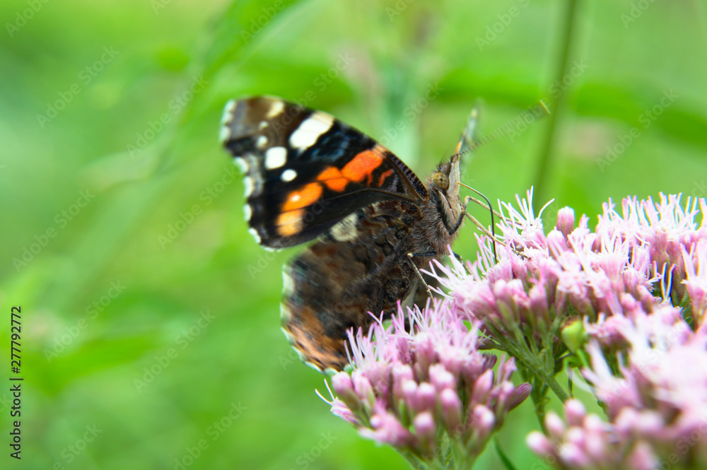 Red admiral (Vanessa atalanta) adult dorsal butterfly on hemp-agrimony (Eupatorium cannabinum) pink flower Red admiral (Vanessa atalanta) adult dorsal butterfly on hemp-agrimony (Eupatorium cannabinum) pink flower