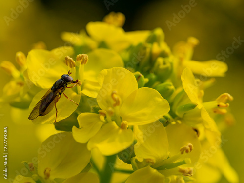 Close up shot of a fly busying around a rape flower photo