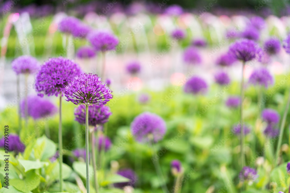 Obraz premium Purple flowers with a beautiful bokeh