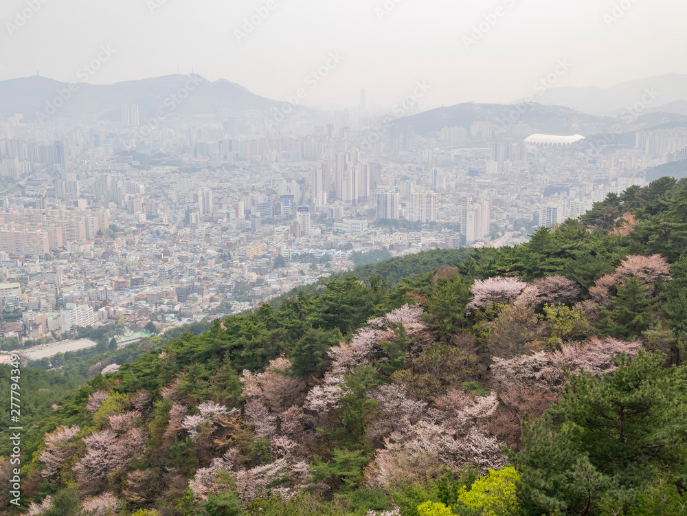 Aerial view of the Busan downtown cityscape with cherry tree blossom