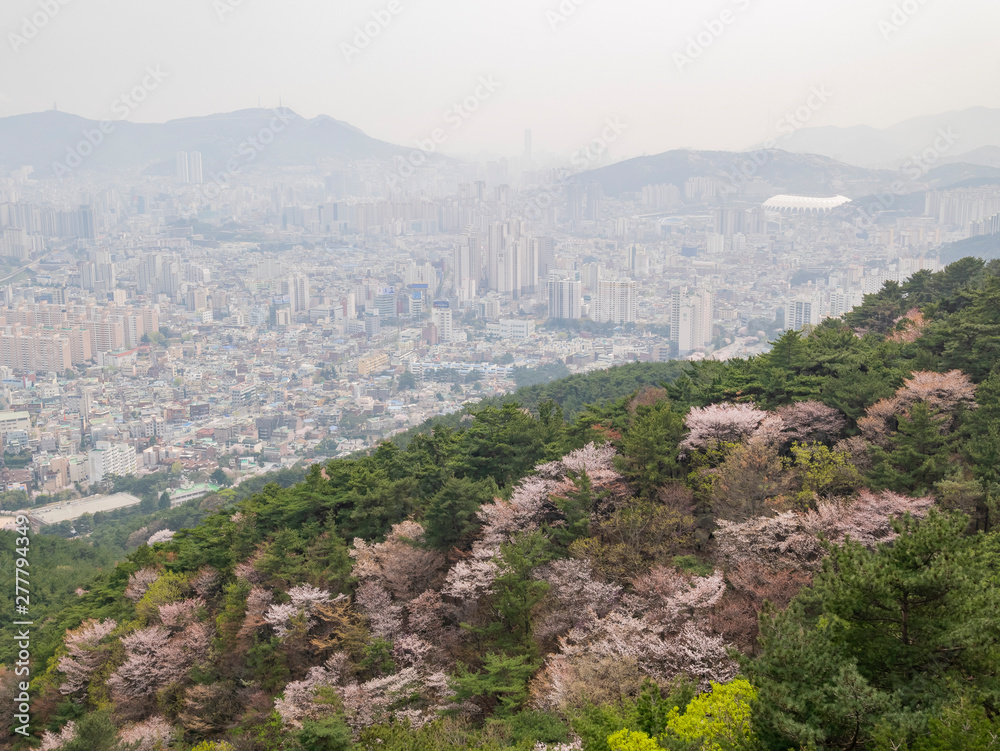 Aerial view of the Busan downtown cityscape with cherry tree blossom Aerial view of the Busan downtown cityscape with cherry tree blossom