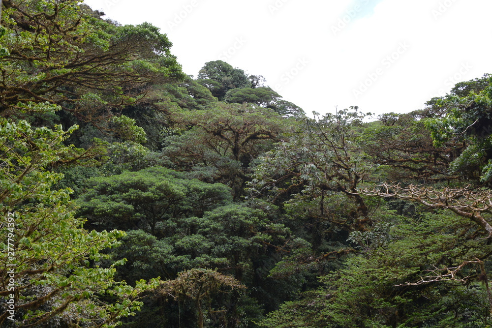 Jungle Rain Forrest Mountainous Green Mist