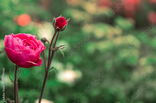 Rose im Garten mit Freiraum zum Beschreiben