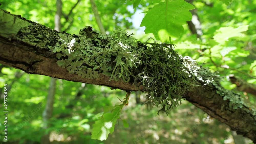 Dense green lichen (Evernia prunastri) on an oak tree branch in an autumnal mountain forest. Dense green lichen (Evernia prunastri) on an oak tree branch in an autumnal mountain forest.