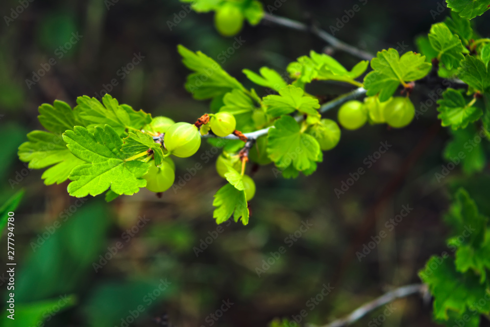 Branch with a green gooseberry. Ribes uva-crispa. Gooseberries in the organic vegetable garden. Branch with a green gooseberry. Ribes uva-crispa. Gooseberries in the organic vegetable garden.
