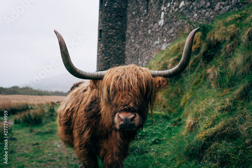 Huge ginger yak feeding on green lawn against aged stone building, Scotland photo