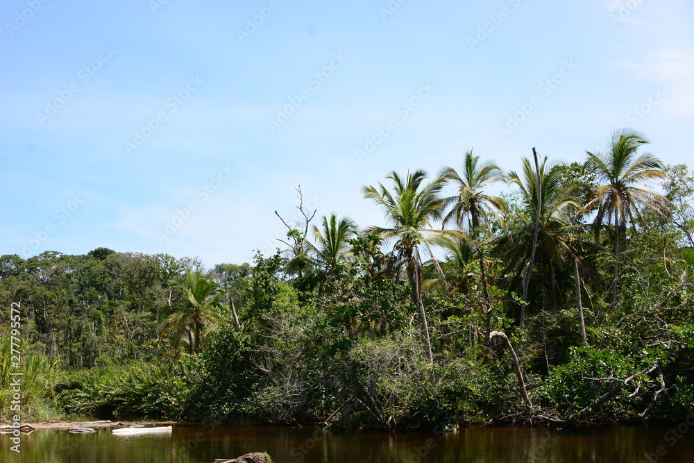 Jungle Swamp River Trees Rain Sunny Green Forest 