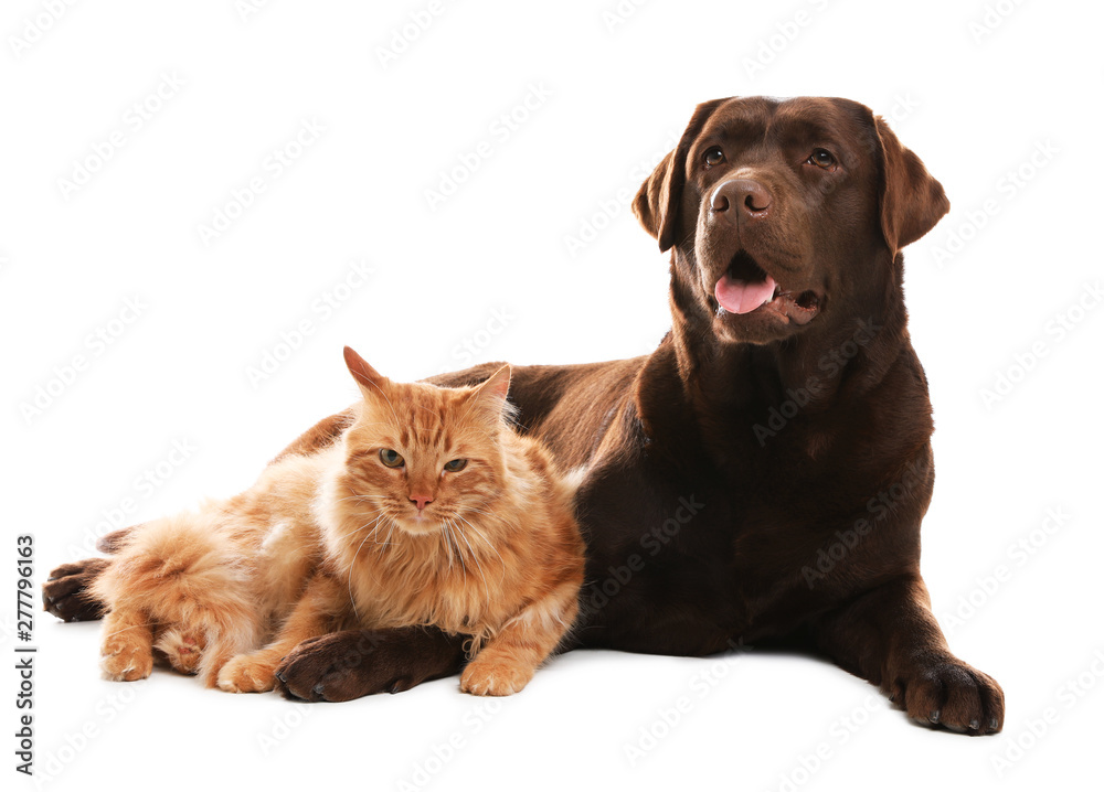 Cat and dog together isolated on white. Fluffy friends Cat and dog together isolated on white. Fluffy friends
