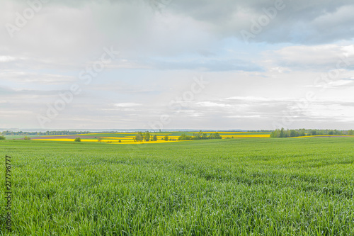 agriculture, wheat field, young wheat