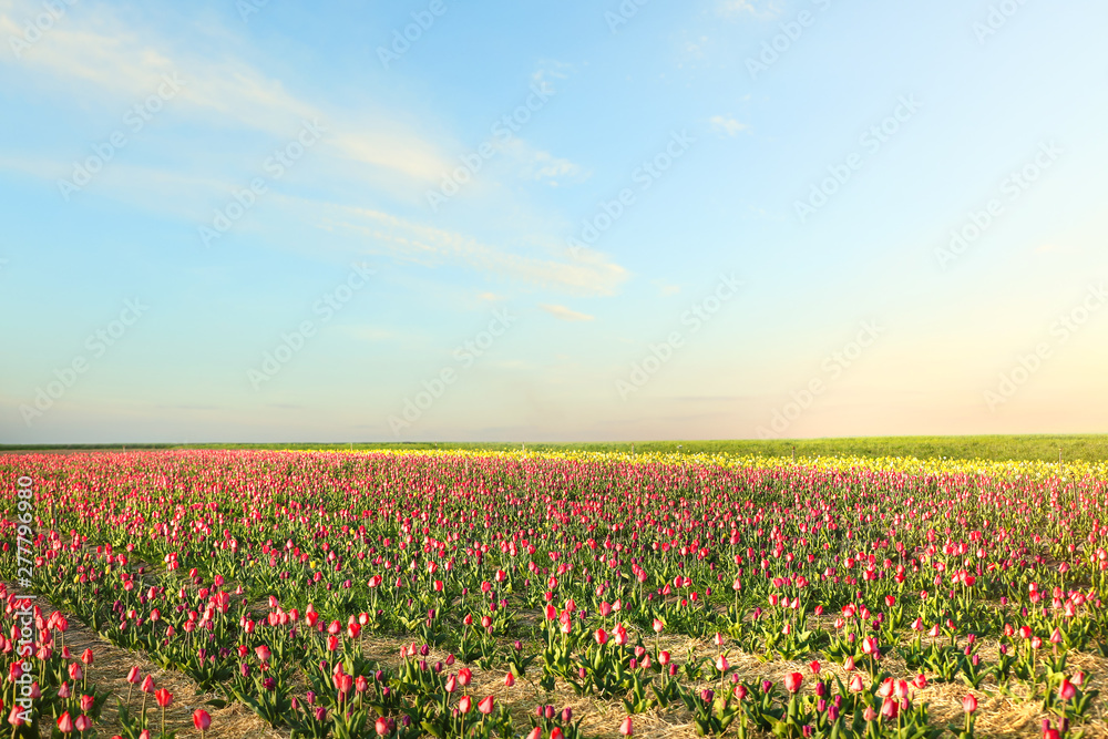 Field with fresh beautiful tulips. Blooming flowers