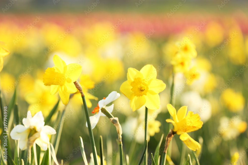 Field with fresh beautiful narcissus flowers on sunny day Field with fresh beautiful narcissus flowers on sunny day
