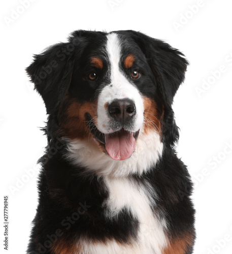 Funny Bernese mountain dog on white background photo