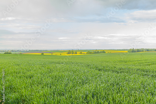 agriculture  wheat field  young wheat