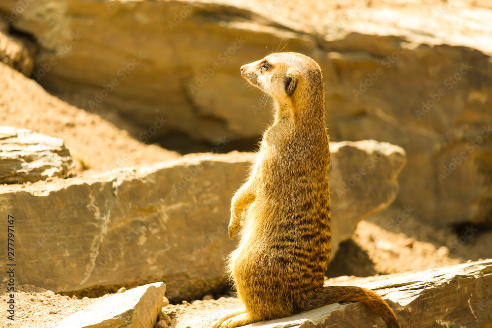 Cute vigilant meerkat, Granby Zoo Stock Photo | Adobe Stock